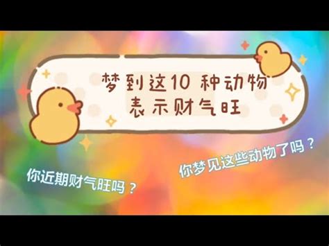 夢見鳥飛向自己|夢見鳥/夢到鳥